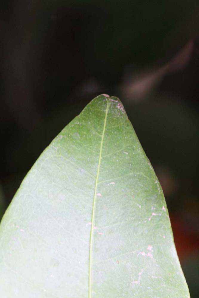              Margin (Riverside, CA)       